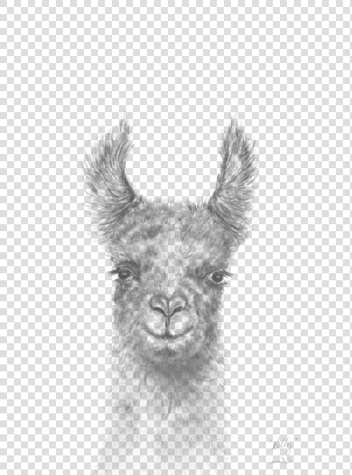 Transparent Llamas Png   Realistic Pencil Llama Drawing  Png DownloadTransparent PNG