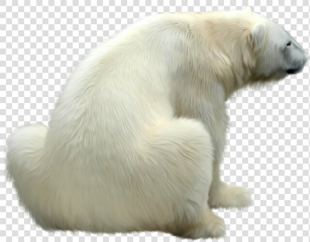 Polar Bear Png   Polar Bear Fur Png  Transparent PngTransparent PNG