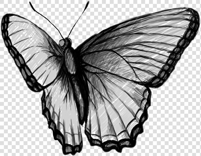  butterfly  blackandwhite  black  amp  White  schmetterling   Kelebekler Karakalem  HD Png DownloadTransparent PNG