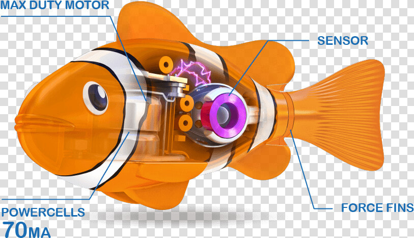 Blowfish  HD Png DownloadTransparent PNG