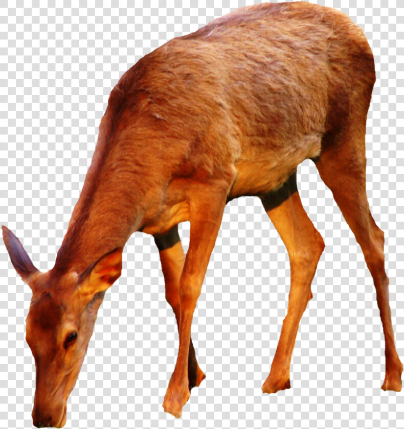 Thumb Image   Doe Deer Png  Transparent PngTransparent PNG