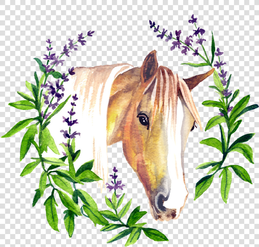 Transparent Horse Hoof Png   Sage  Png DownloadTransparent PNG