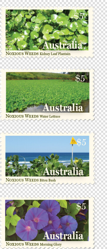 Postage Stamp Design Byron Bay Graphic Designs Loretta   Blue Violet  HD Png DownloadTransparent PNG