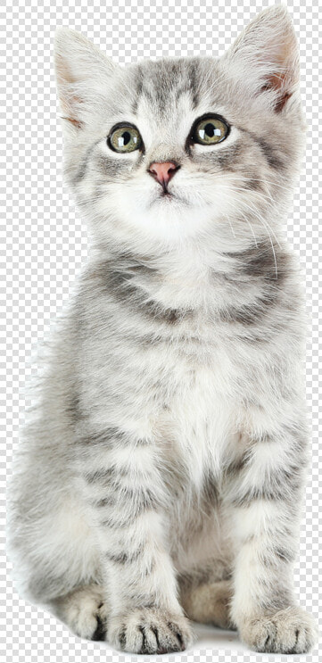 British Longhair  HD Png DownloadTransparent PNG