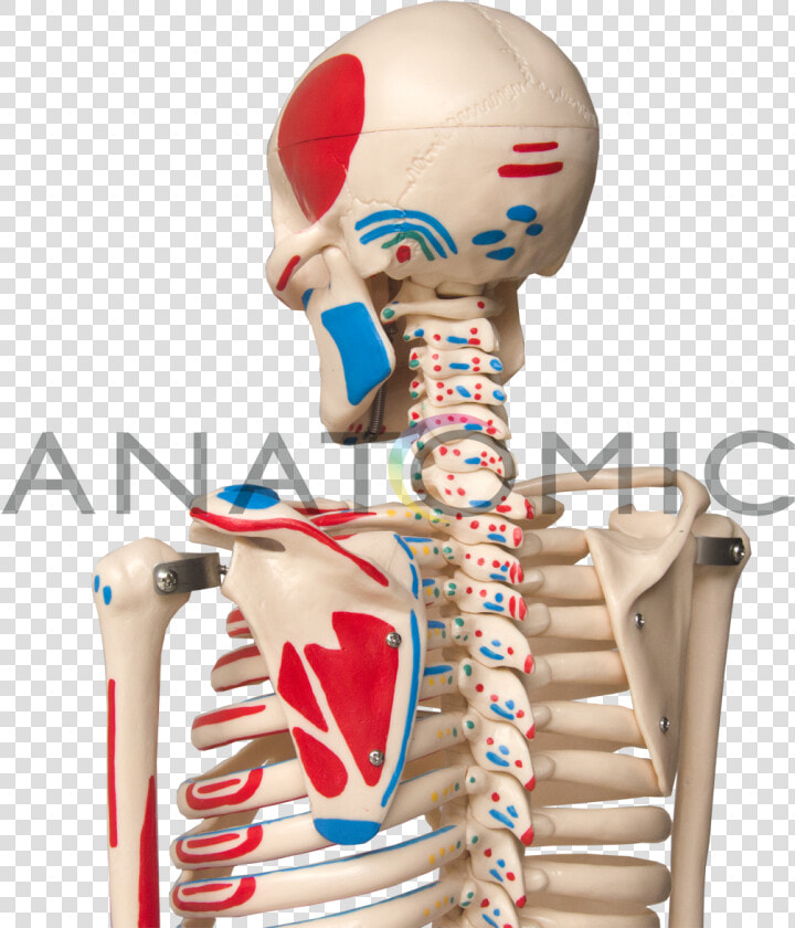 Imagem   Rib  HD Png DownloadTransparent PNG
