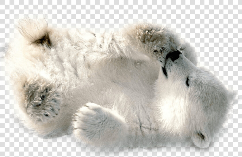 Polar Bear Baby Playing   Baby Polar Bear Wallpaper Hd  HD Png DownloadTransparent PNG