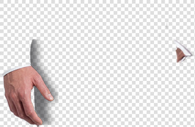 Pigeons And Doves  HD Png DownloadTransparent PNG
