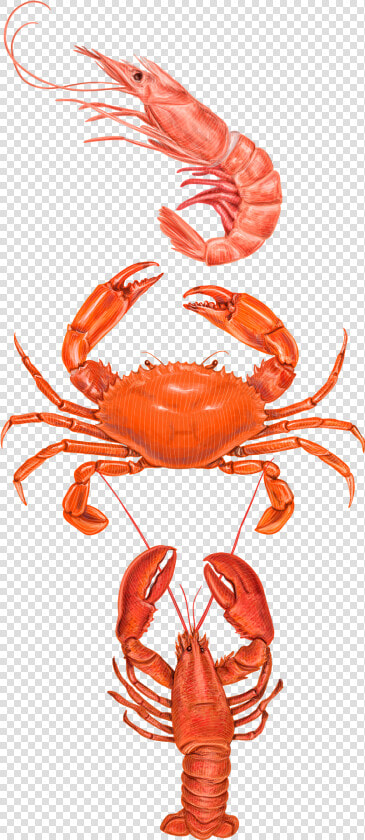 Crabs Clipart Prawn Fish   Types Of Crabs In The Philippines  HD Png DownloadTransparent PNG
