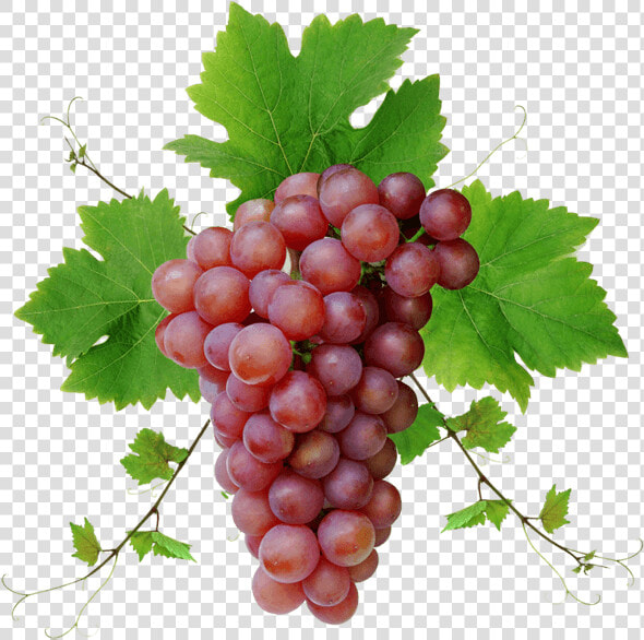 Grape grape Leaves seedless Fruit grapevine Seed Extract   Grape Png  Transparent PngTransparent PNG