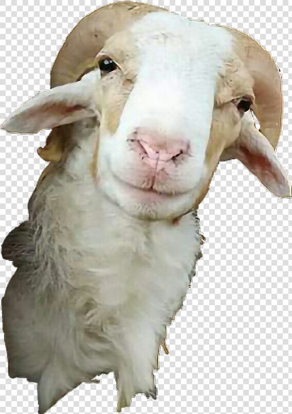  goat  tumblr  cute  funny  kambing  fun  remix  tumbler   Sticker Kambing  HD Png DownloadTransparent PNG