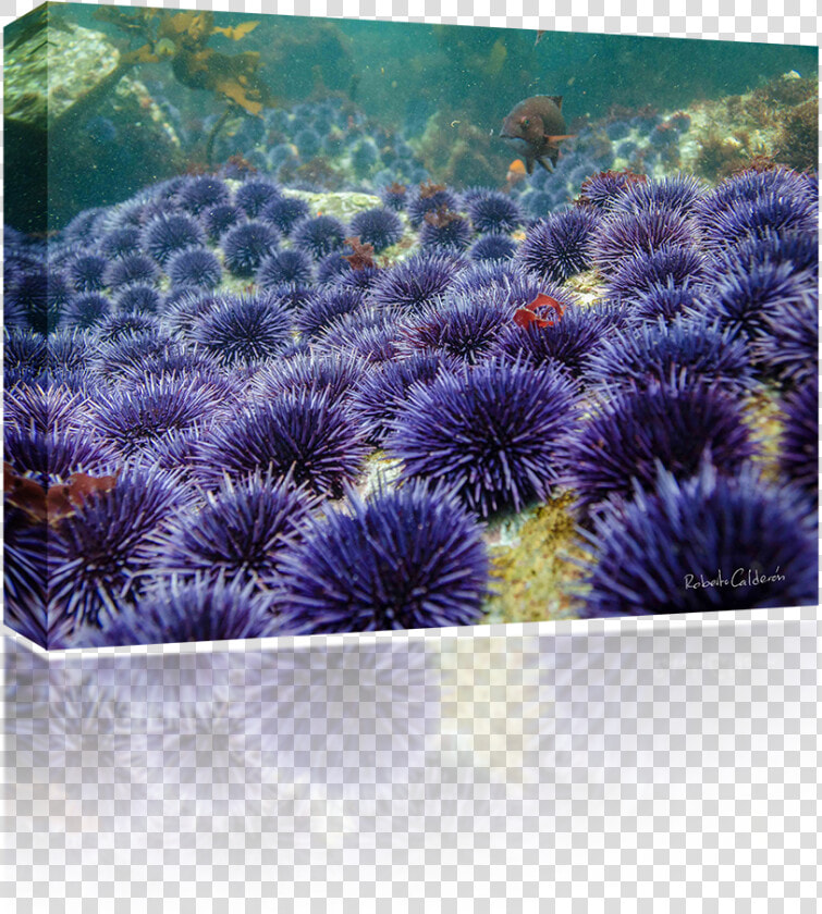Sea Urchin  HD Png DownloadTransparent PNG