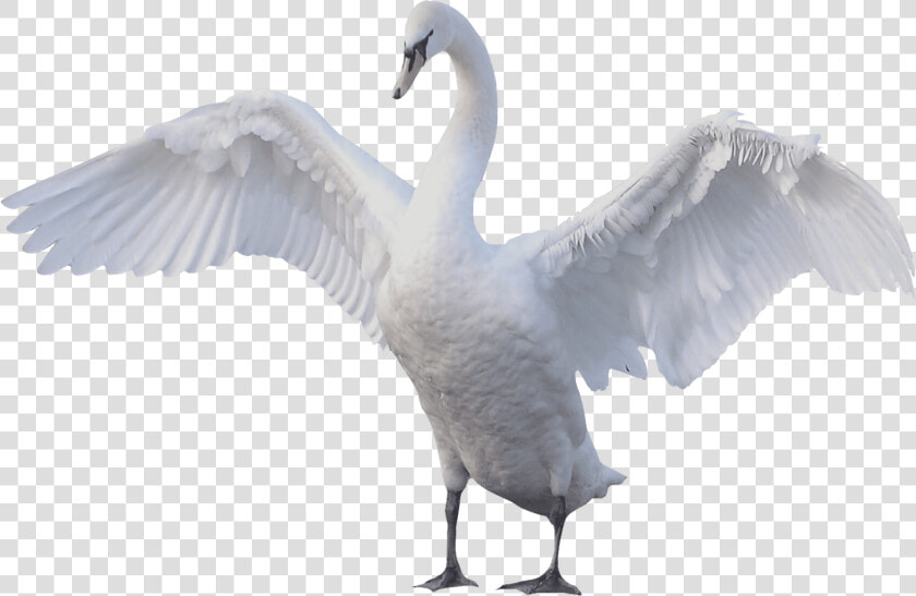 Swan Goose Mute Swan Bird   Swan Png  Transparent PngTransparent PNG