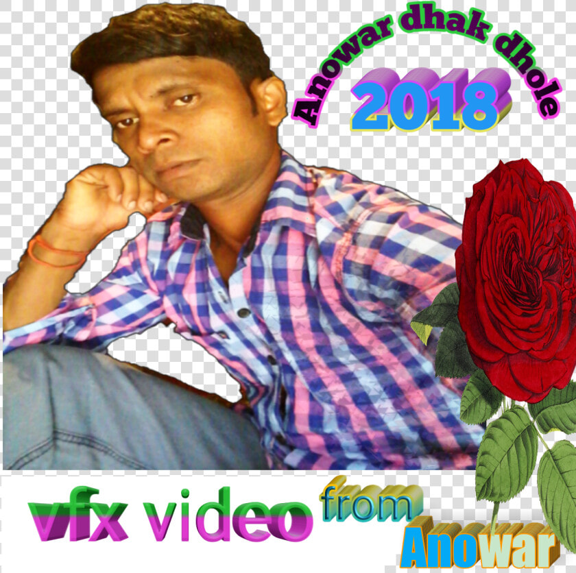 Anowar Dhak Dhole   Garden Roses  HD Png DownloadTransparent PNG