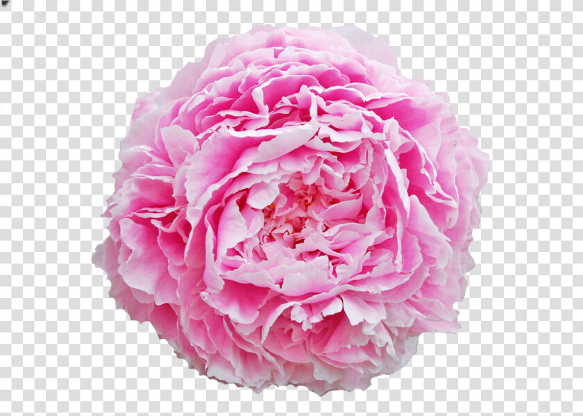 Sarah Bernhardt Peonija  HD Png DownloadTransparent PNG