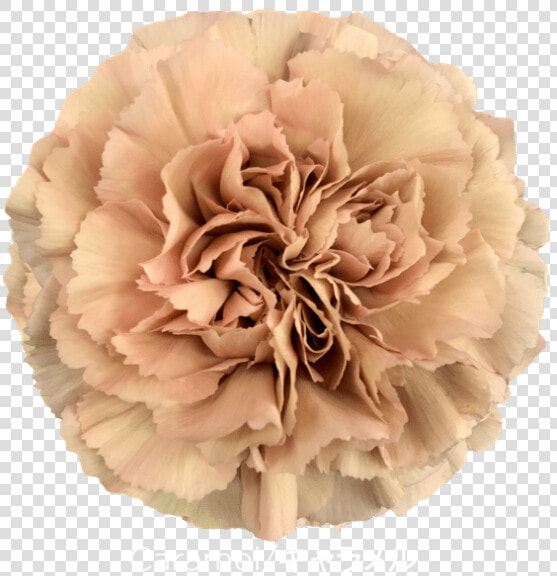Carnation Caramel   Beige Flowers Png  Transparent PngTransparent PNG