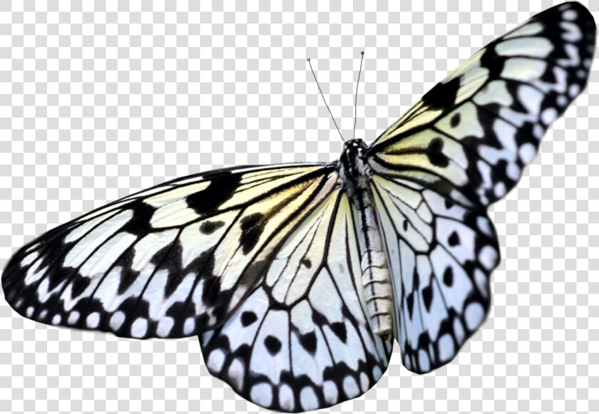 Butterfly Png Image   Transparent Background Real Butterfly Png  Png DownloadTransparent PNG