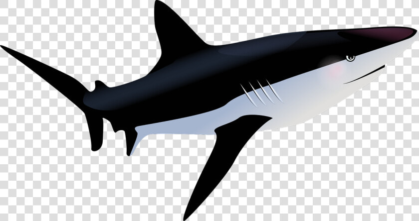 Gambar Ikan Hiu Background Putih  HD Png DownloadTransparent PNG