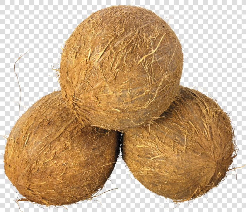 Husked Coconut   Coconuts Png  Transparent PngTransparent PNG