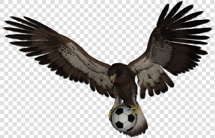 Mexican Eagle Png   Golden Eagle  Transparent PngTransparent PNG