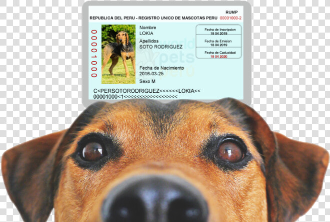 Imagen Banner Principal   Dog Coming Soon Sign  HD Png DownloadTransparent PNG