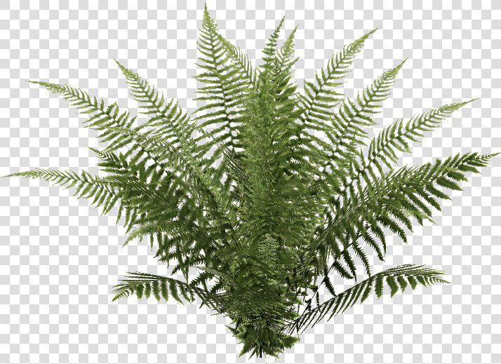 Oblivion Fern   Ostrich Fern  HD Png DownloadTransparent PNG