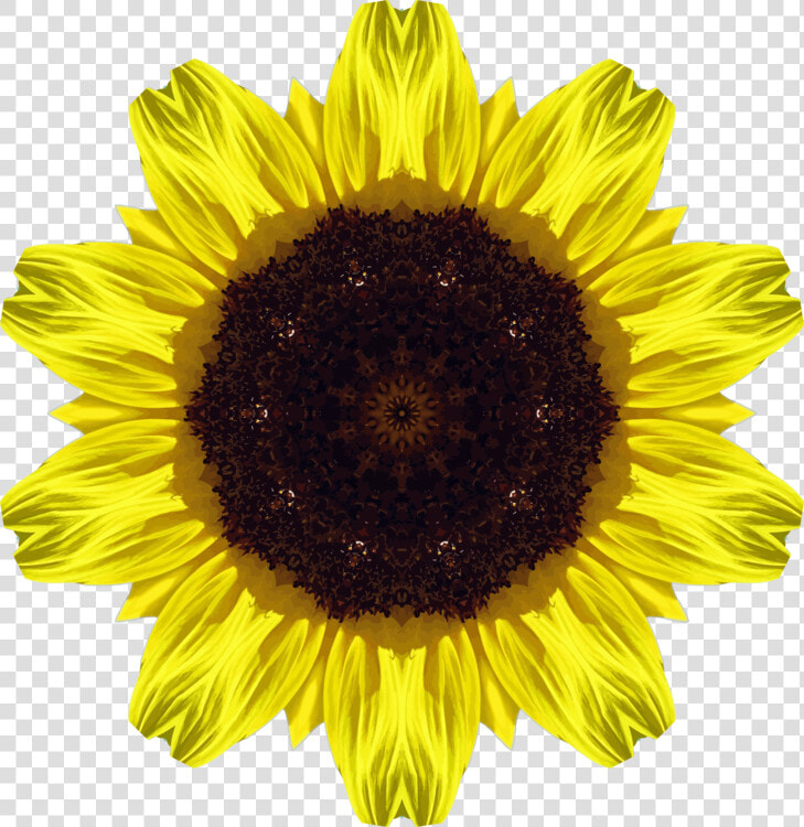 Sunflower Seed flower symmetry   Imagenes De Girasoles  HD Png DownloadTransparent PNG