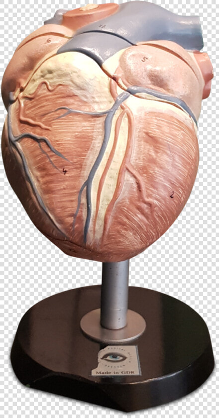 Mannequin  HD Png DownloadTransparent PNG