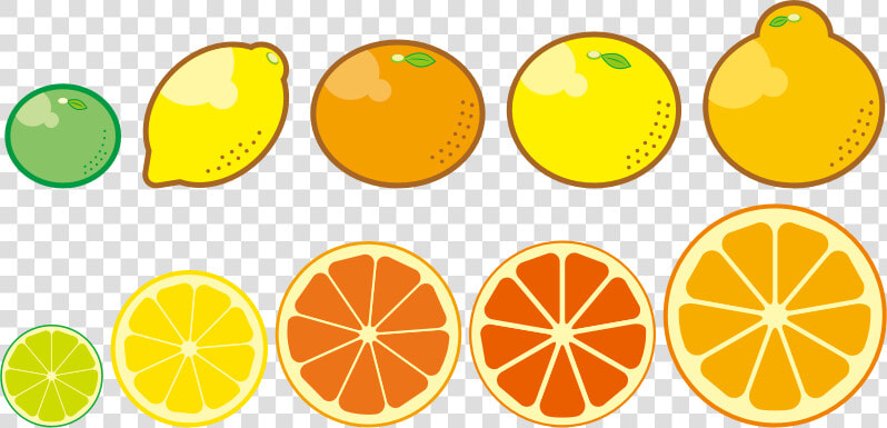 Clipart Citrus Fruits Png   Png Download   Citrus Trees Clip Art  Transparent PngTransparent PNG