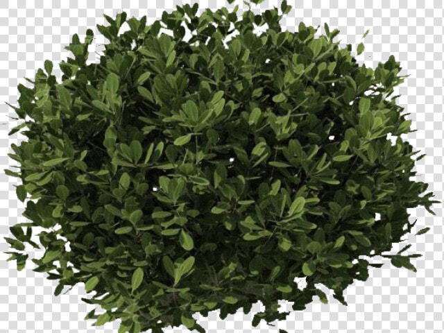 Transparent Small Shrubs Png   Plants Cut Out Png  Png DownloadTransparent PNG