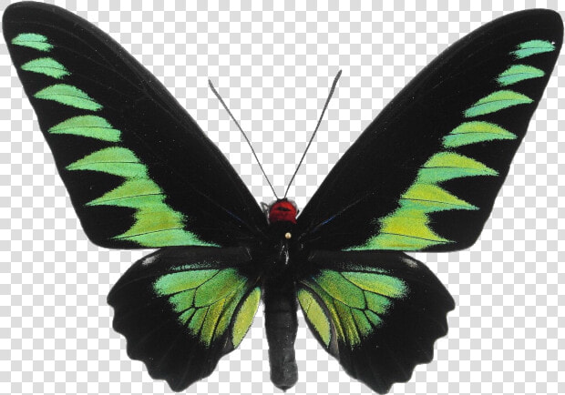 Image   Trogonoptera Brookiana Prix  HD Png DownloadTransparent PNG