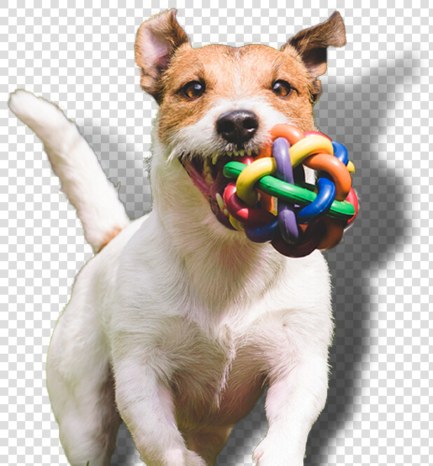 Dog Groominghave A Spaw Day With Us   Dog  HD Png DownloadTransparent PNG