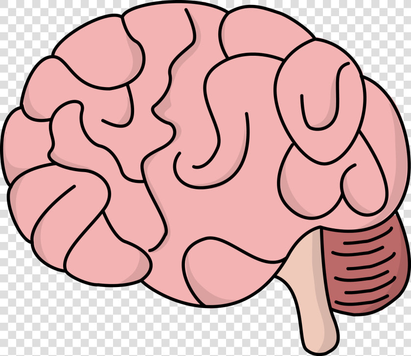 Image For Free Brain   Brain Clipart Transparent Background  HD Png DownloadTransparent PNG