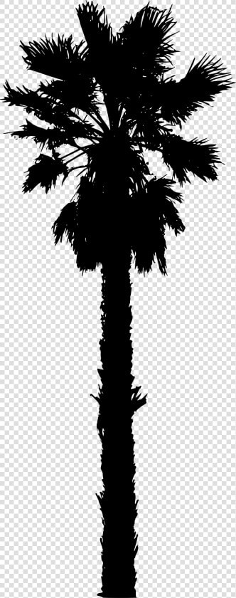 15 Vector California Palm Tree For Free Download On   California Palm Tree Vector  HD Png DownloadTransparent PNG