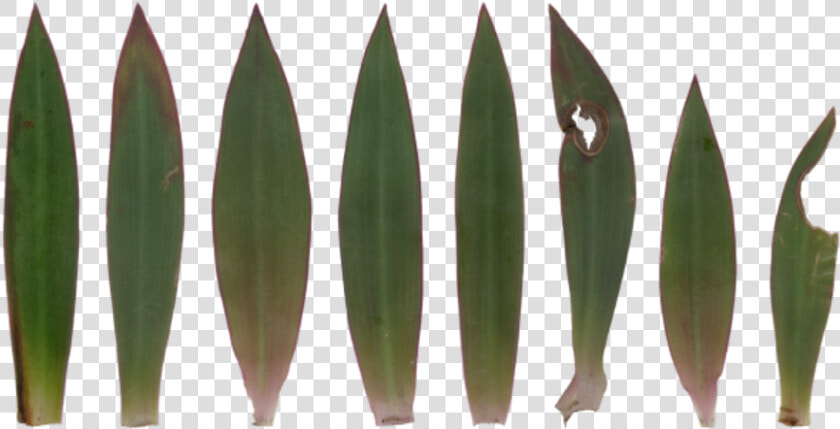 Agave  HD Png DownloadTransparent PNG