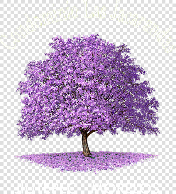 Jacaranda Tree Forest Drawing  HD Png DownloadTransparent PNG