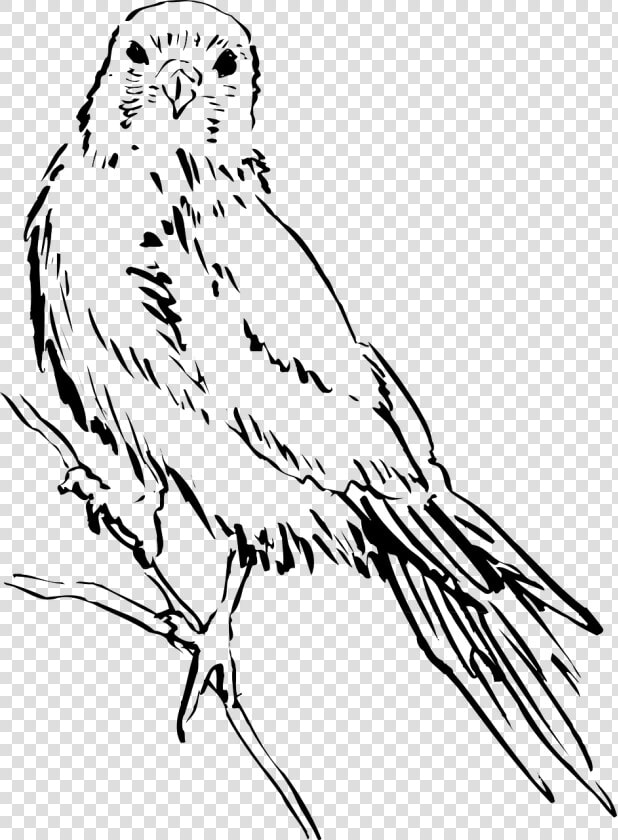 Bird Wings Png   Bird Sketch Png  Transparent PngTransparent PNG