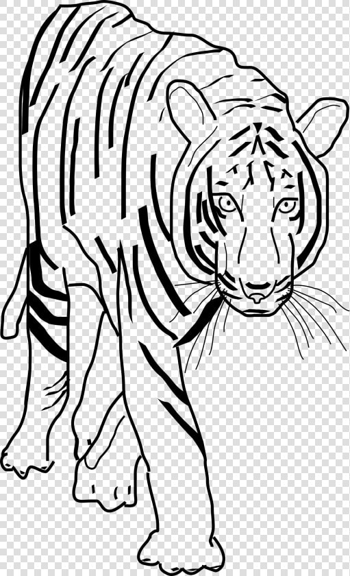 Black And White Clipart Best Beobbf Clipart Anonymous   Transparent Tiger Clipart Black And White  HD Png DownloadTransparent PNG