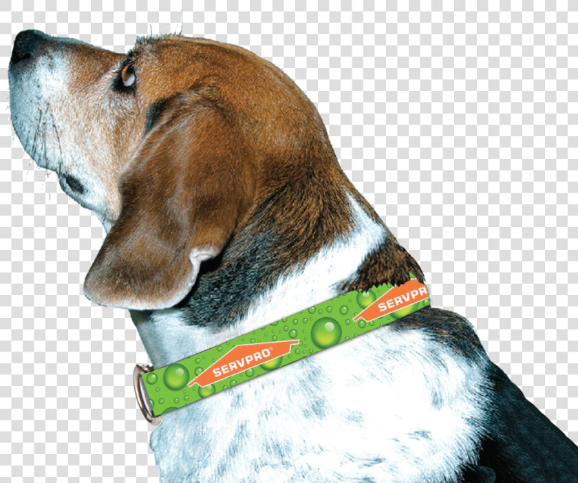 Servpro® Dog Collar   Beagle harrier  HD Png DownloadTransparent PNG
