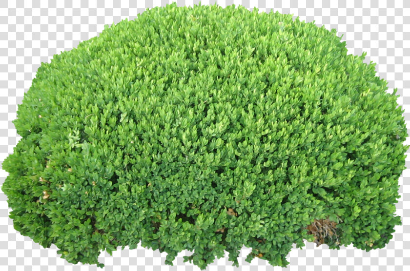 Bush Png Image   Bush Transparent Background  Png DownloadTransparent PNG
