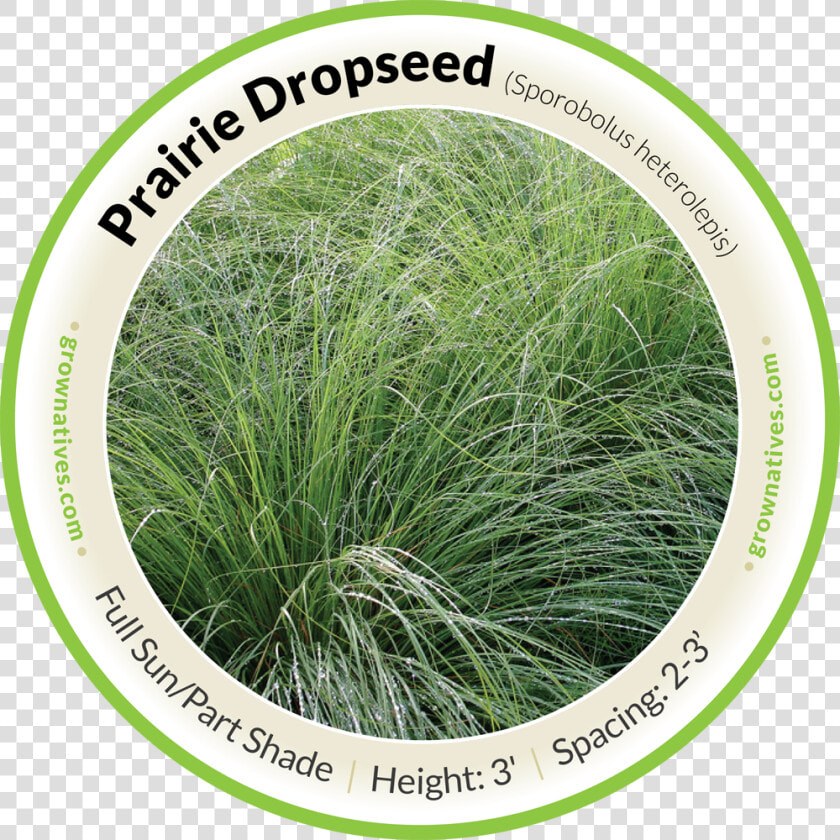 Praire Dropseed   Hierochloe  HD Png DownloadTransparent PNG