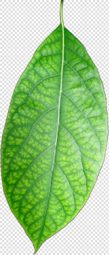  freetoedit  hoja  verde  leave  green  plants  palto   Bud  HD Png DownloadTransparent PNG