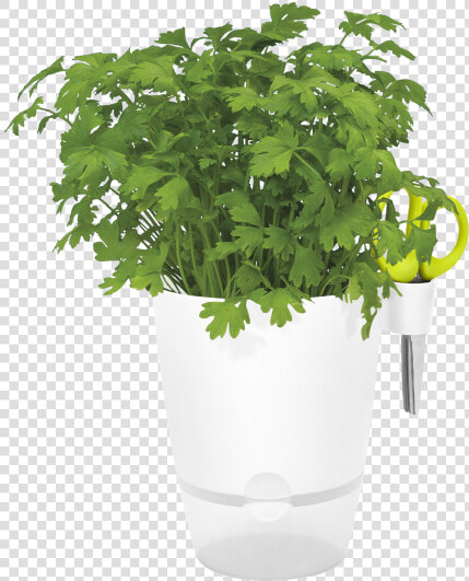Flowerpot  HD Png DownloadTransparent PNG