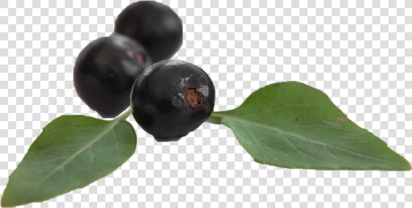 Huckleberry  HD Png DownloadTransparent PNG