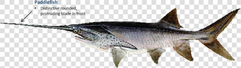 Paddlefish   Paddlefish Fin  HD Png DownloadTransparent PNG