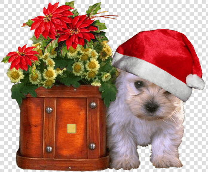 Gif Bonjour Bonne Semaine  HD Png DownloadTransparent PNG
