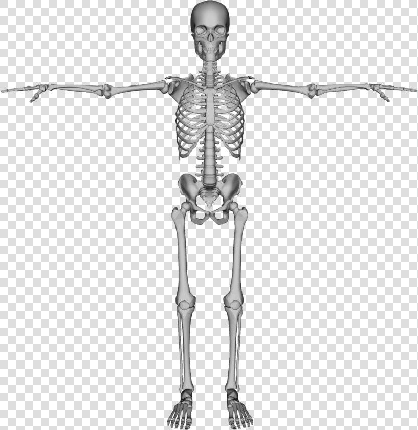 Skeleton Png   Skeleton Back Png  Transparent PngTransparent PNG