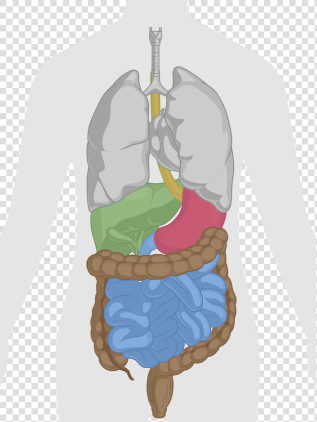 How Does Dr   Tracto Gastrointestinal Png  Transparent PngTransparent PNG