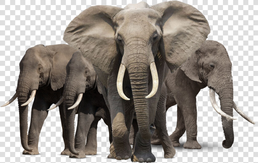 Gray Elephant Standing Png   Elephant Png  Transparent PngTransparent PNG