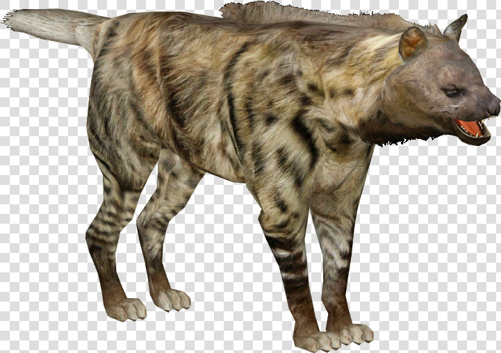 Cat Jumps  HD Png DownloadTransparent PNG