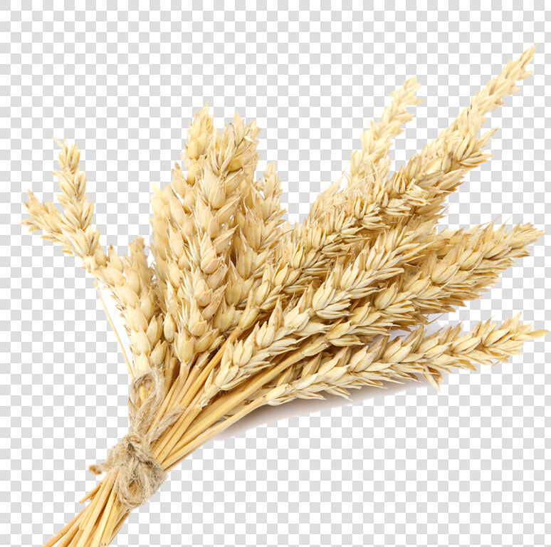 Wheat Plant Png Transparent   Wheat Transparent  Png DownloadTransparent PNG